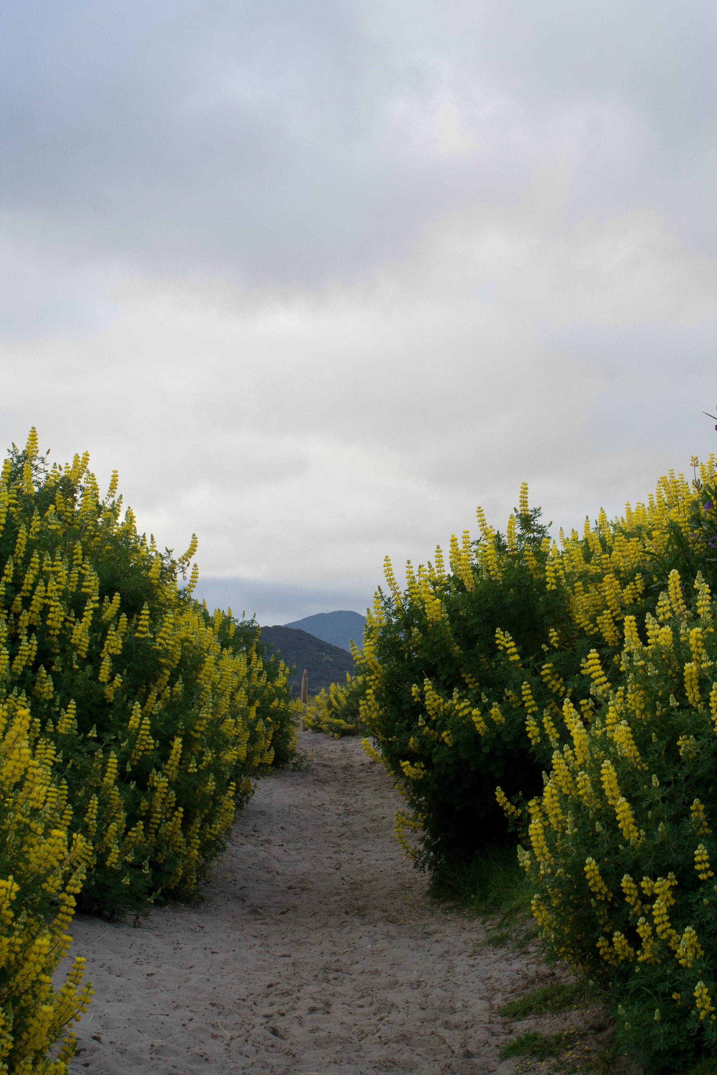 green trees on mountain under white sky during daytime